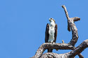 Osprey (first of seven), Honeymoon Island State Park, Florida.