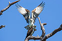 Still hovering (fifth of seven), Honeymoon Island State Park, Florida.