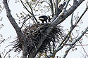 Eagle�s nest, Squaw Creek NWR, Missouri.