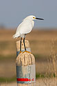 Snowy Egret, Quivira NWR, Kansas.