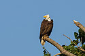 Eagle, Squaw Creek NWR, Missouri.