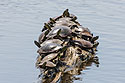 Turtles on a log, Squaw Creek NWR, Missouri.
