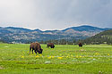 Bison along the drive to my trailcam location, Wind Cave National Park.  One of my favorite "wallpaper" images.