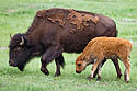 Bison mother and calf, Custer State Park, South Dakota.