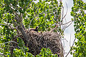 Golden eagle in nest near Quinn.
