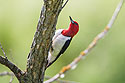 Red-headed woodpecker, Newton Hills State Park, SD.