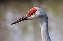 Sandhill crane, Simmons Wildlife Safari, Nebraska.