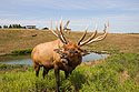 Elk, Simmons Wildlife Safari, Nebraska .