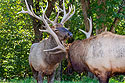 Elk sparring, Simmons Wildlife Safari, Nebraska.