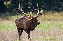 Elk, Simmons Wildlife Safari, Nebraska.