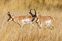 Pronghorns, Custer State Park, SD.