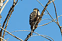 Some sort of hawk, Bosque del Apache NWR, NM.
