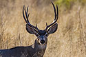 Mule deer buck, Bosque del Apache NWR, NM.