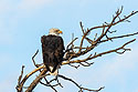 Bald eagle, Custer State Park, SD.