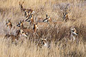 Pronghorns among the grass, Custer State Park.