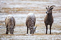 Three Rocky Mountain Bighorn ewes, Custer State Park, SD.