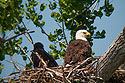 Eagle�s nest, Squaw Creek NWR, Missouri.  Digiscoped.