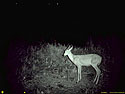 Deer caught on trail camera, Sioux Falls, SD, September 2008.