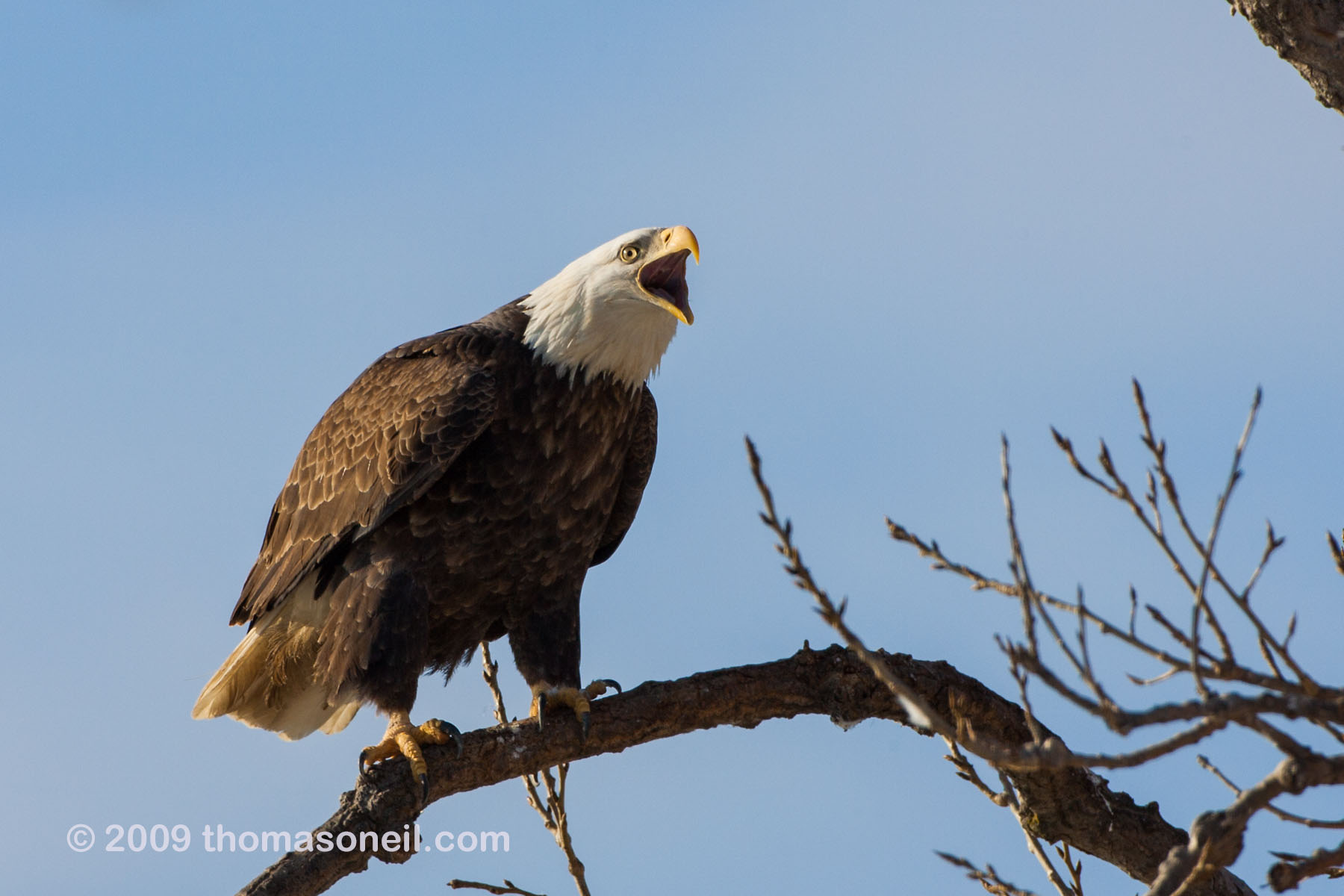 Bald eagle vocalizing near the Mississippi River in Keokuk, Iowa, January 2009.  Click for next photo.