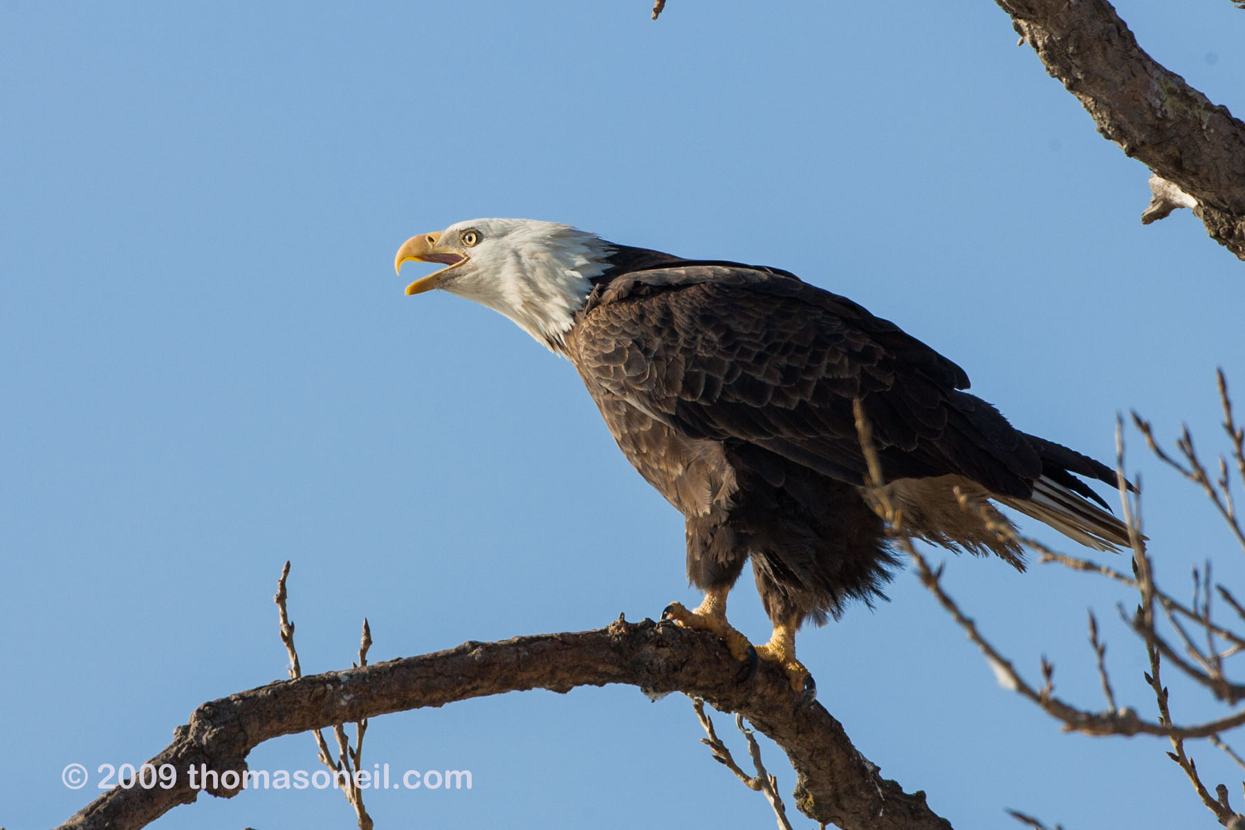Bald eagle vocalizing near the Mississippi River in Keokuk, Iowa.  Click for next photo.