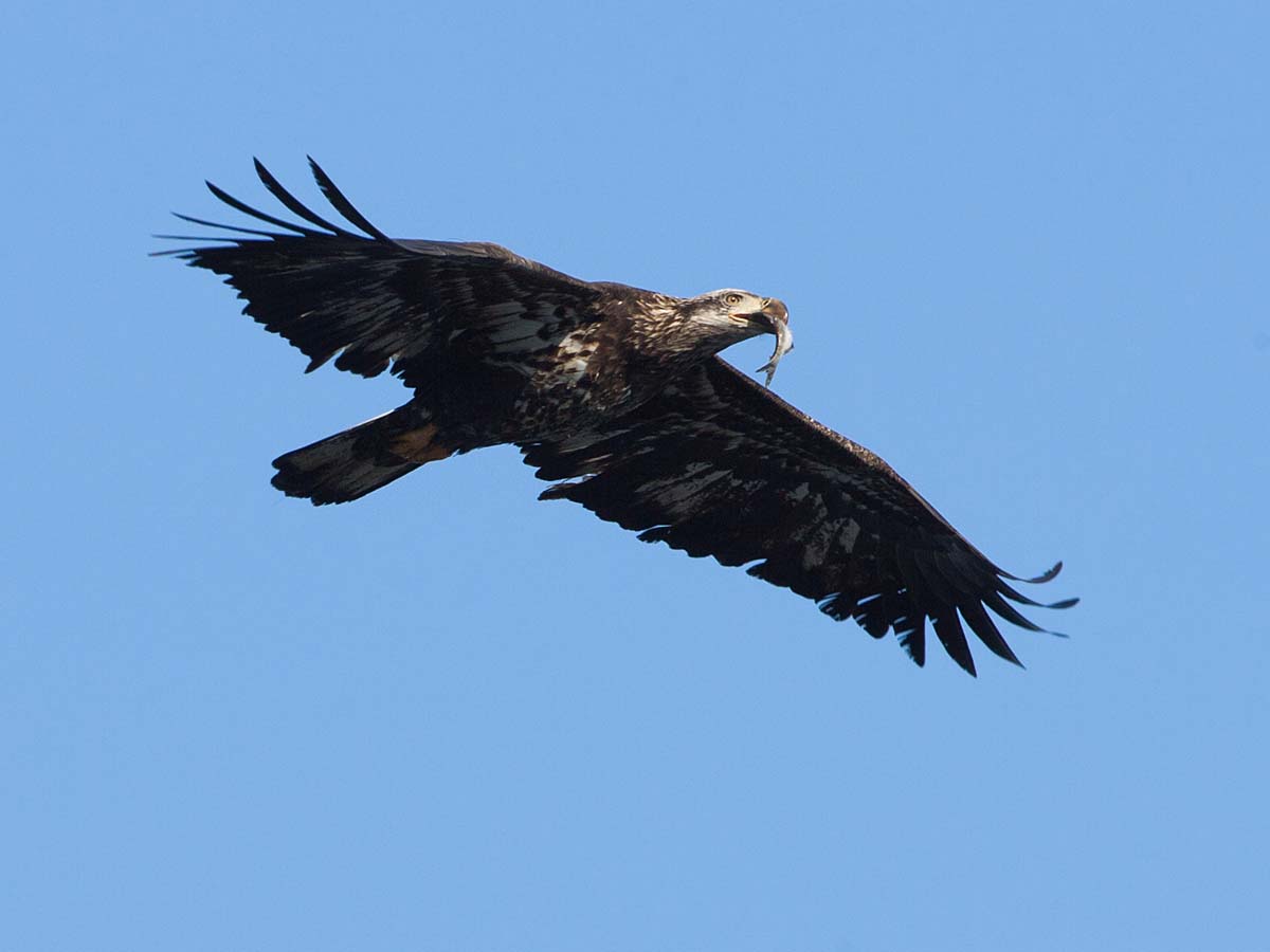 Bald eagle (juvenile) carrying a fish from the Mississippi River, Keokuk, Iowa.  Click for next photo.