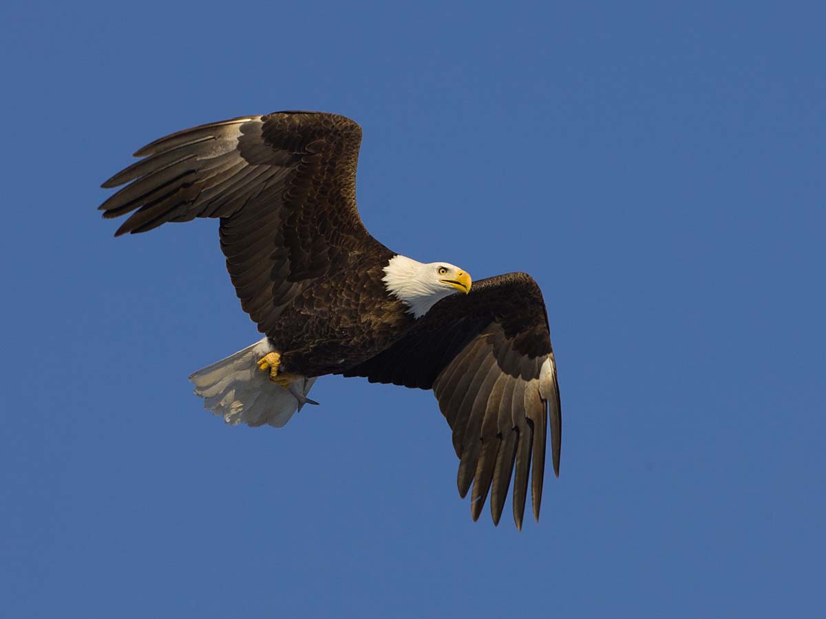 Bald eagle with fish, Lock and Dam 18, Illinois, January 2009.  Click for next photo.