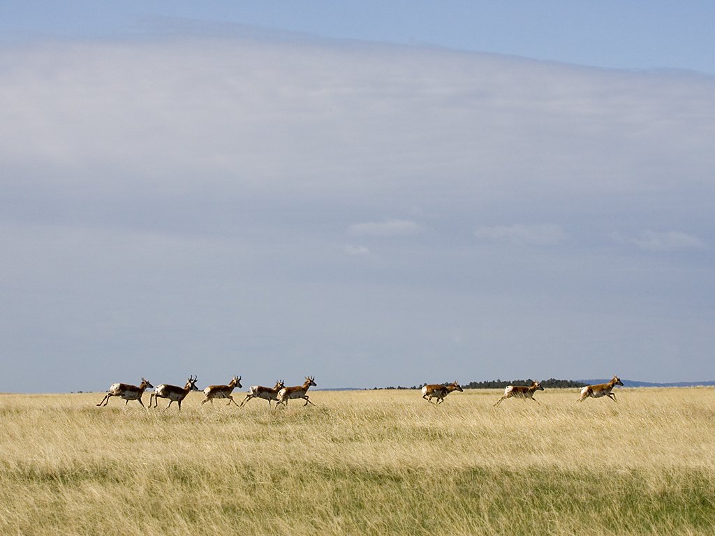 Pronghorns sprinting across the prairie, Wind Cave National Park, South Dakota, May 2009.  Click for next photo.