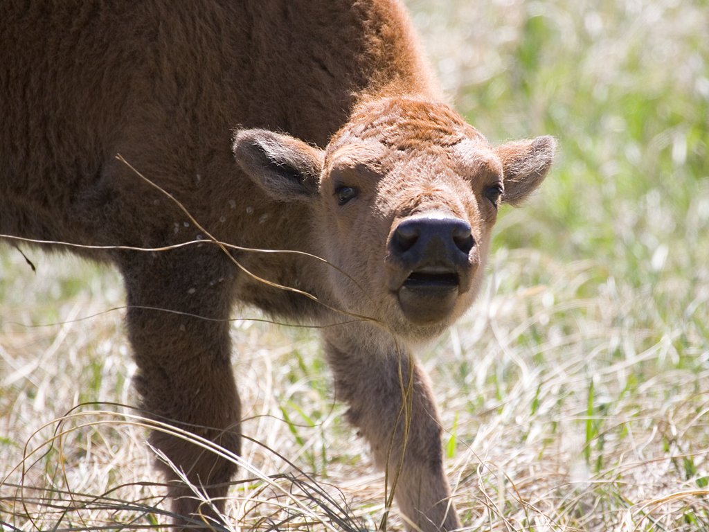 Bison calf, Custer State Park, South Dakota, May 2009.  Click for next photo.