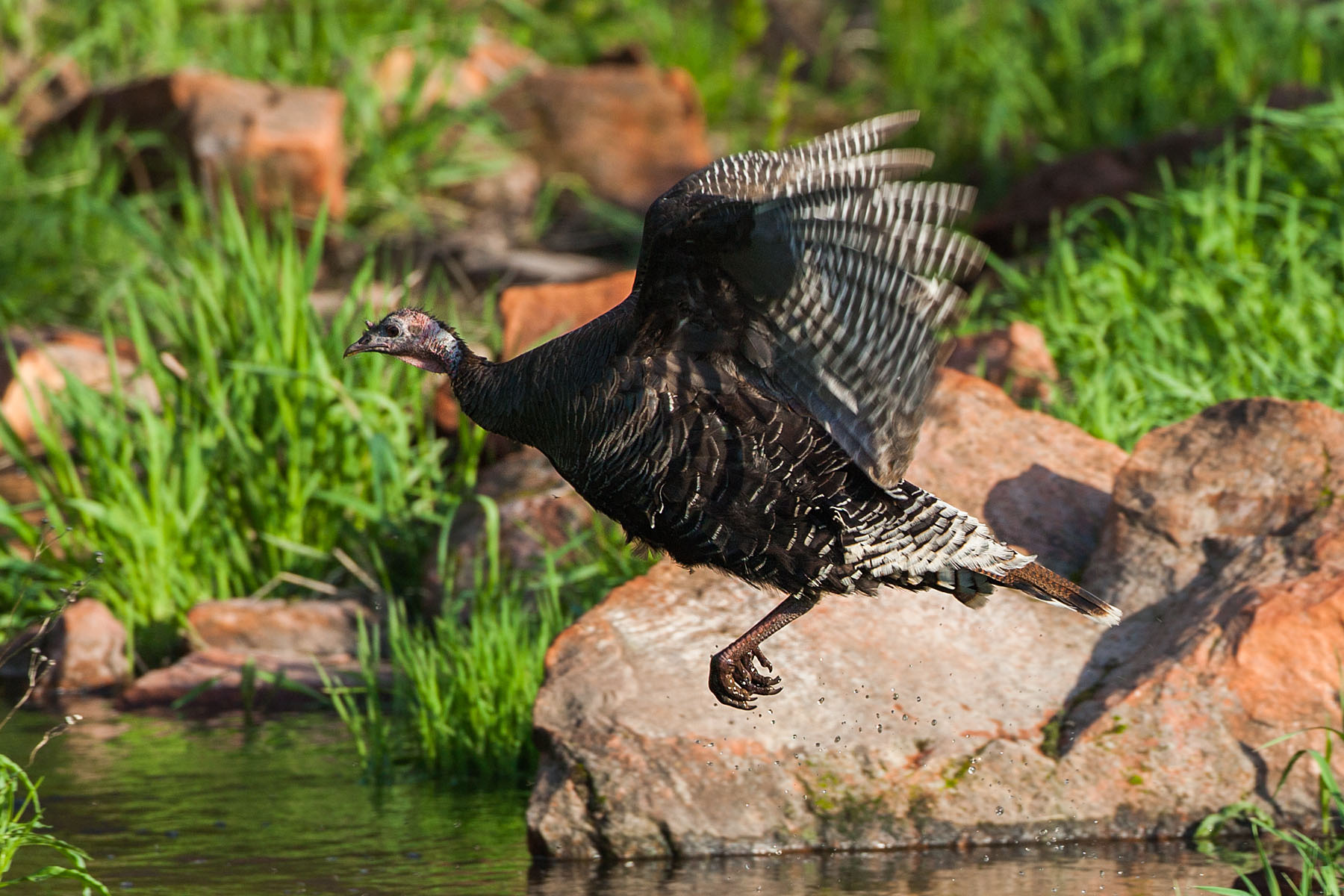 Wild turkey jumping a creek, Custer State Park, South Dakota, May 2009.  Click for next photo.
