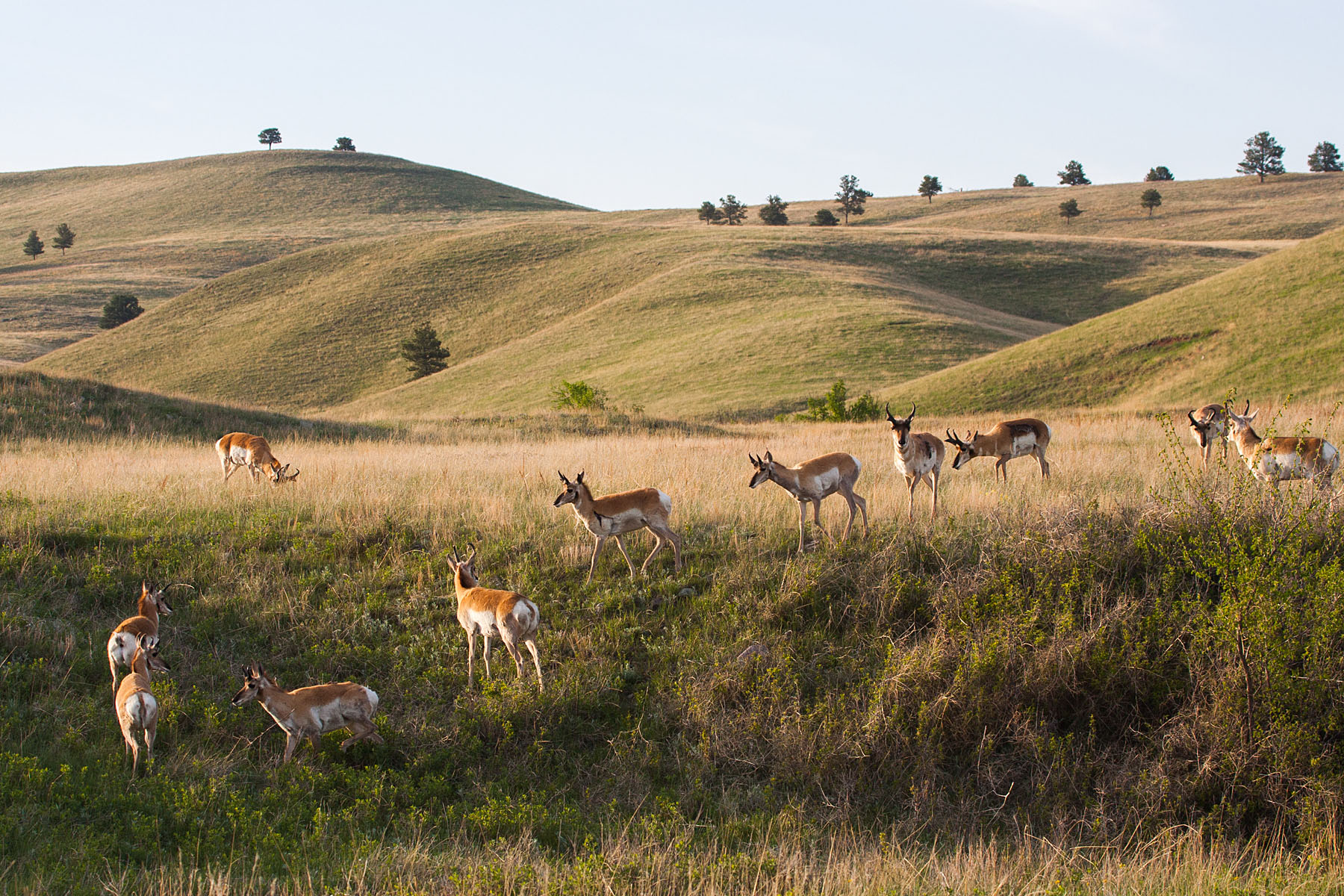 Pronghorns, Custer State Park, South Dakota, May 2009.  Click for next photo.