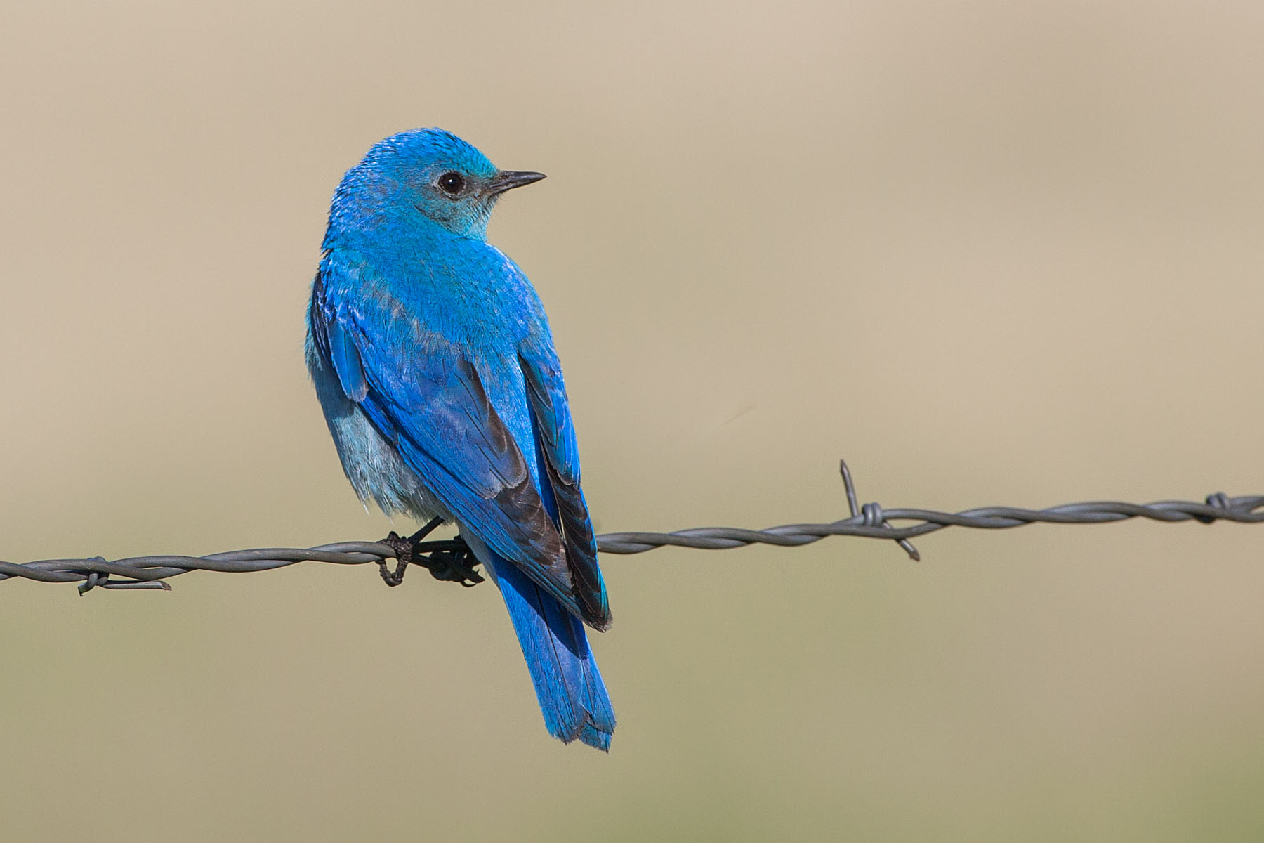 Mountain Bluebird, Custer State Park, South Dakota, May 2009.  Click for next photo.