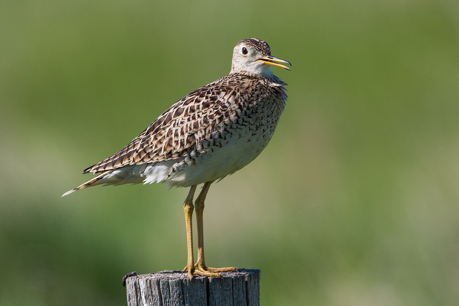 Upland Sandpiper, somewhere south of Pierre, South Dakota, May 2009.  Click for next photo.