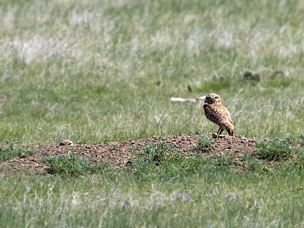 Burrowing Owls, Lower Brule, South Dakota, May 2009.  Click for next photo.