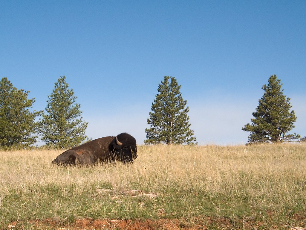 Bison, Custer State Park, South Dakota, May 2009.  Click for next photo.