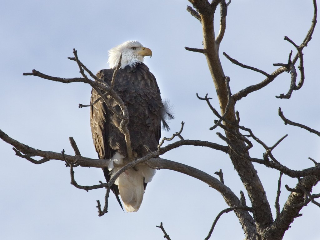 Bald eagle, Custer State Park, December 2009.  Click for next photo.
