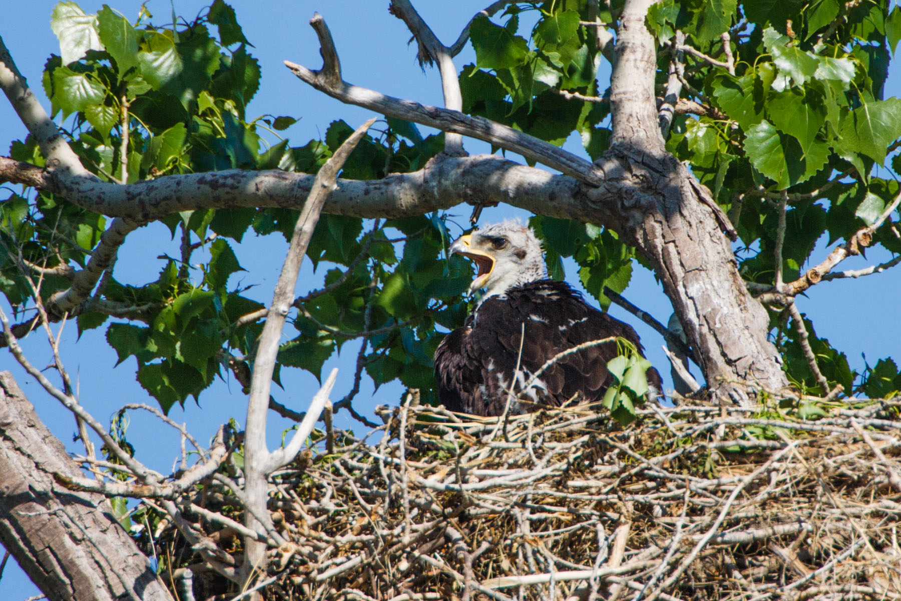 Golden eagle chick, near Quinn, South Dakota.  Click for next photo.