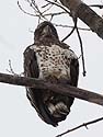 Bald eagle roosting near the Mississippi River, Lock and Dam 18, Illinois, January 2009.  This is why you get a car with a moonroof.