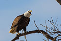 Bald eagle vocalizing near the Mississippi River in Keokuk, Iowa, January 2009.