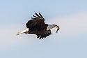 Bald eagle carrying a fish from the Mississippi River, Keokuk, Iowa.