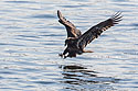 Juvenile bald eagle snatching fish from the Mississippi River, Keokuk, Iowa, January 2009.