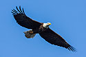 Bald eagle carrying a fish from the Mississippi River, Keokuk, Iowa, January 2009.