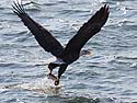 Bald eagle snatching fish from the Mississippi River, Keokuk, Iowa.