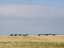 Pronghorns sprinting across the prairie, Wind Cave National Park, South Dakota.