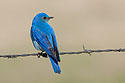Mountain Bluebird, Custer State Park, South Dakota, May 2009.