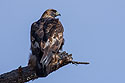 Golden eagle, Custer State Park, December 2009.