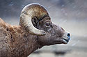Custer State Park Bighorn, 2009.