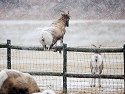 Rocky Mountain Bighorn ewe leaps 4-foot fence, Custer State Park, Dec. 5, 2009.