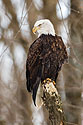 Bald eagle roosting near the Mississippi River, Lock and Dam 18, Illinois.  This image available for licensing.