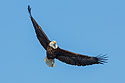 Bald eagle with fish, Lock and Dam 18, Illinois.