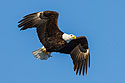Bald eagle with fish, Lock and Dam 18, Illinois.
